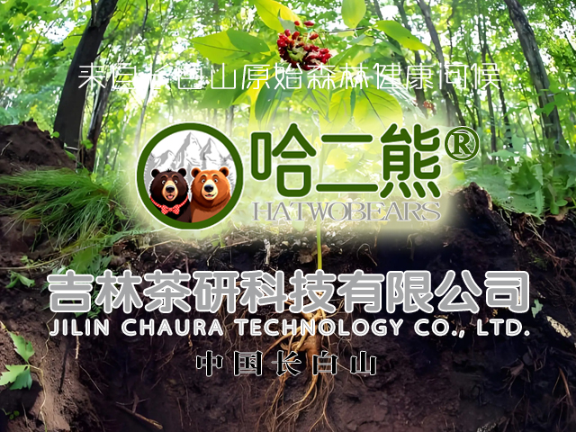 吉林茶研旗下长白山森林特产品牌两只熊“哈二熊”正式下发商标注册证书！